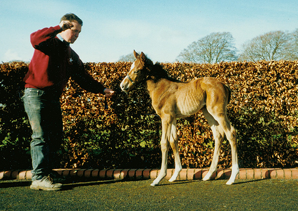  - Marju ex Kalinka filly - March 2000