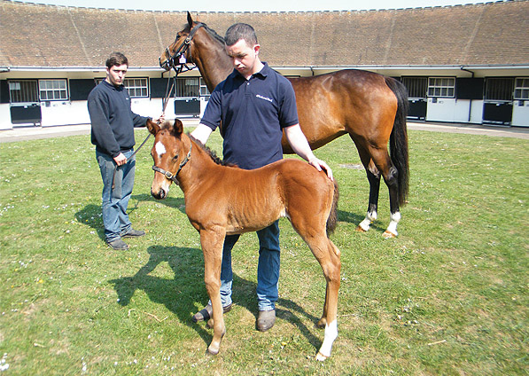  - Exceed And Excel ex Kalinova filly - May 2011 - 1