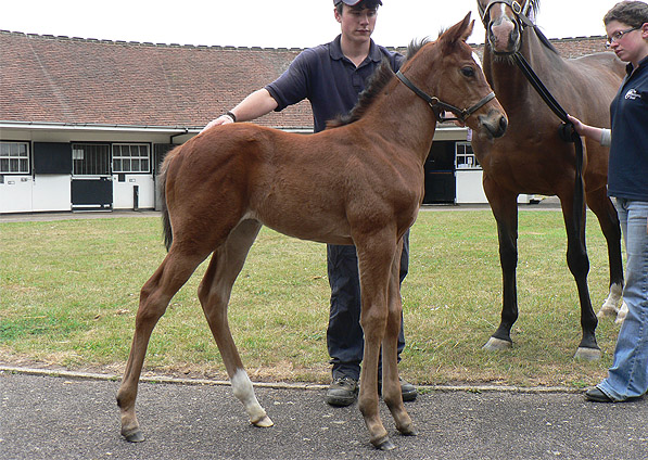  - Exceed And Excel ex Kalinova filly - May 2011 - 2
