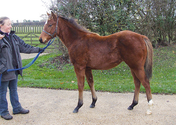  - Exceed And Excel ex Kalinova filly - November 2011