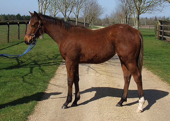  - Exceed And Excel ex Kalinova filly - March 2012