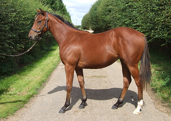  - Exceed And Excel ex Kalinova filly - August 2012