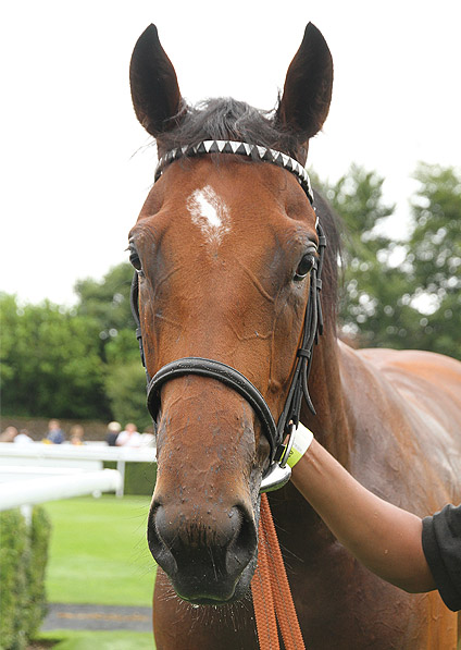  - Stars Above Me at Goodwood - 31 July 2013