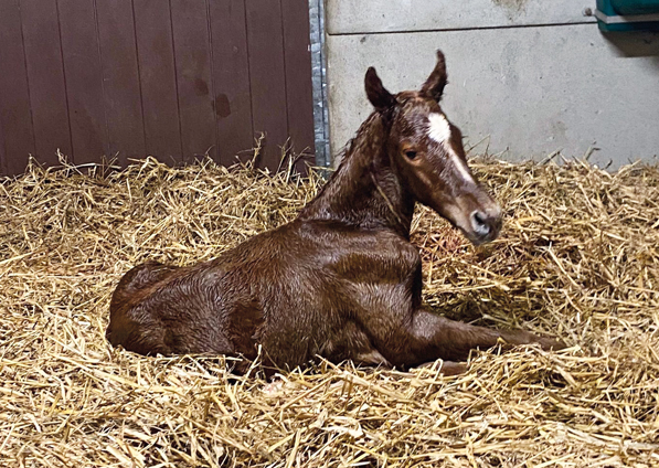  - Starspangledbanner ex Harmonica colt - 13 March 2024