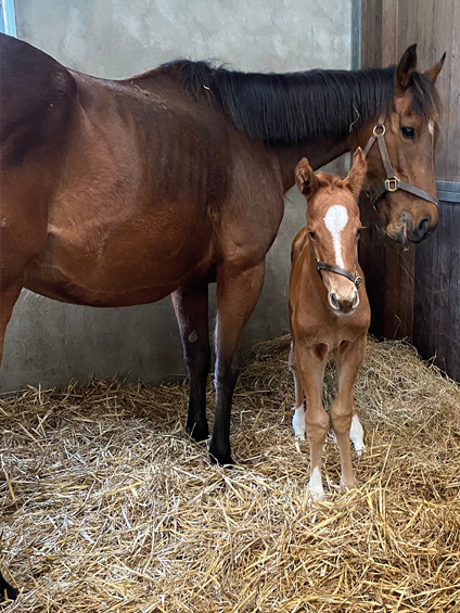  - Starspangledbanner ex Harmonica colt - 18 March 2024