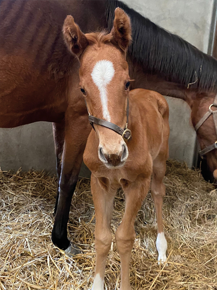  - Starspangledbanner ex Harmonica colt - 18 March 2024