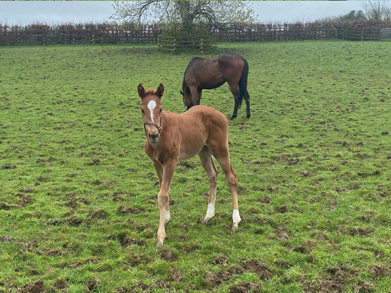  - Starspangledbanner ex Harmonica colt - 9 April 2024