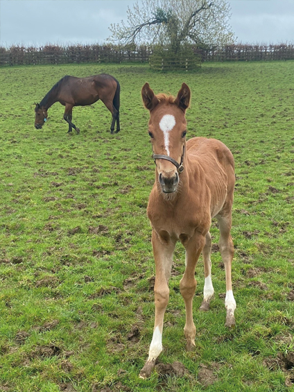  - Starspangledbanner ex Harmonica colt - 9 April 2024