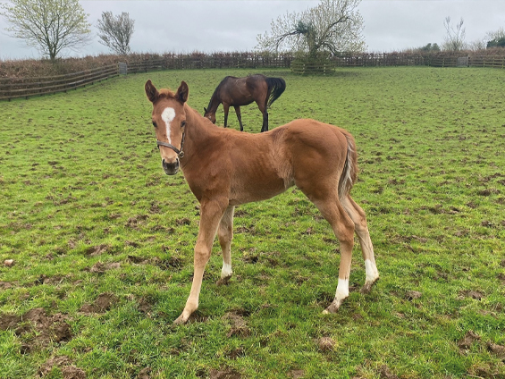  - Starspangledbanner ex Harmonica colt - 9 April 2024