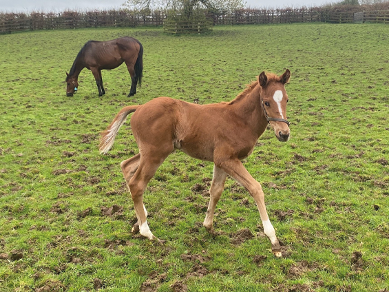  - Starspangledbanner ex Harmonica colt - 9 April 2024