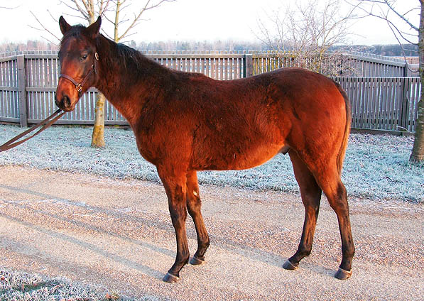  - Marju ex Baralinka colt - December 2007 - 1