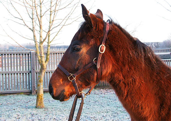  - Marju ex Baralinka colt - December 2007 - 2