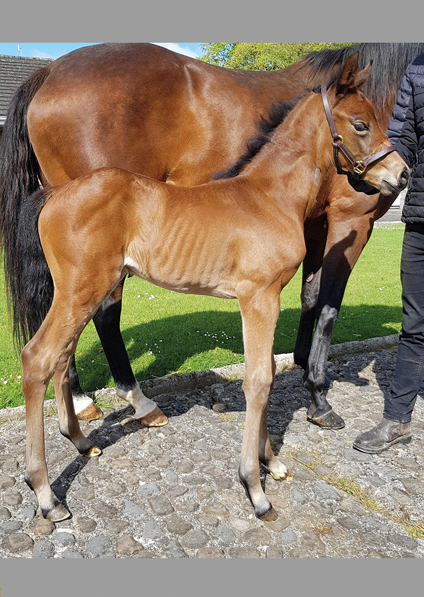  - Farhh filly ex Affinity - 8 May 2020