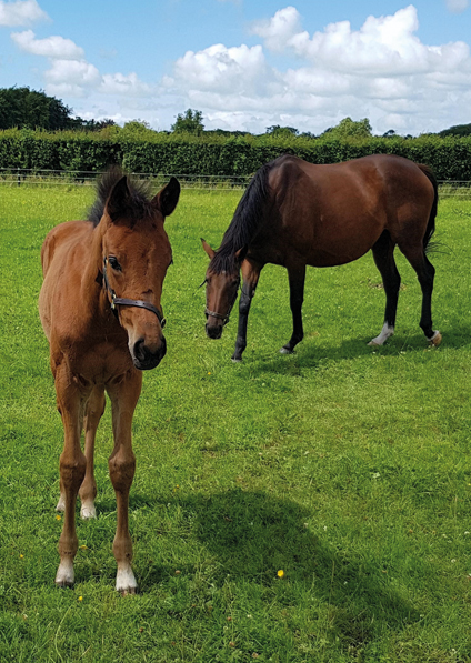  - Farhh filly ex Affinity - 8 May 2020