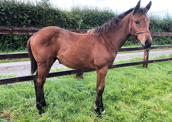  - Farhh filly ex Affinity - 10 September 2020