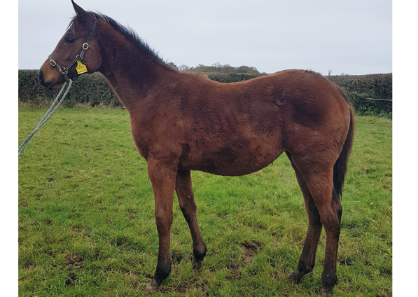  - Farhh filly ex Affinity - November 2020