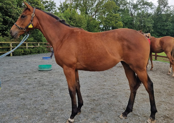  - Farhh filly ex Affinity - 6 September 2021