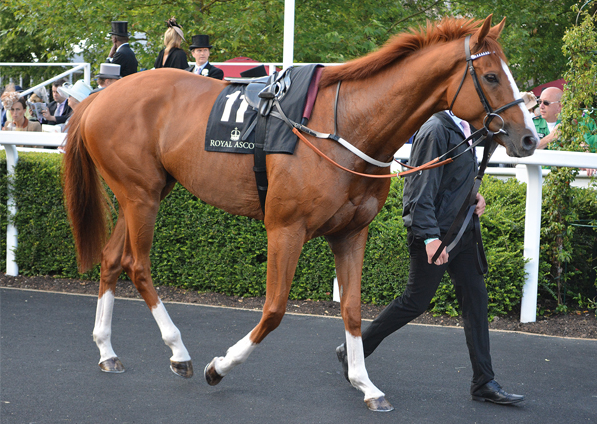  - Top Tug at Royal Ascot - 17 June 2016