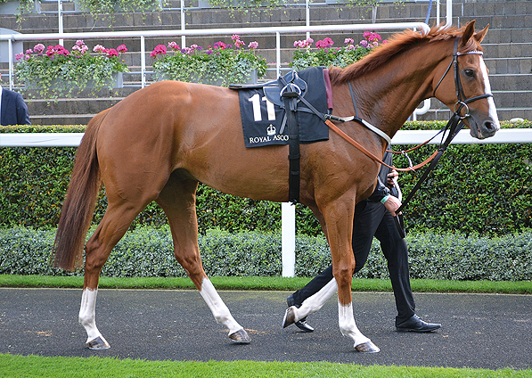  - Top Tug at Royal Ascot - 17 June 2016