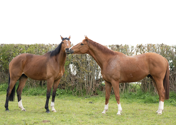  - Top Tug (right) and Moabit (Owners Group) - 14 April 2021