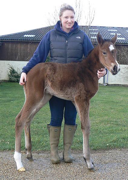  - Exceed And Excel ex Sister Act filly - January 2014 - 1