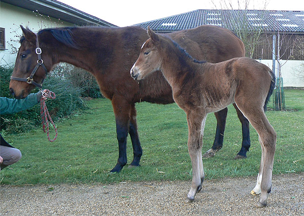  - Exceed And Excel ex Sister Act filly with her foster mare - January 2014