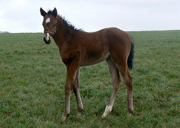  - Exceed And Excel ex Sister Act filly - February 2014