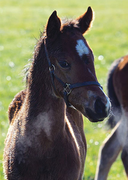  - Exceed And Excel ex Sister Act filly - March 2014