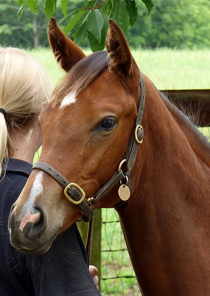  - Exceed And Excel ex Sister Act filly - July 2014 - 1