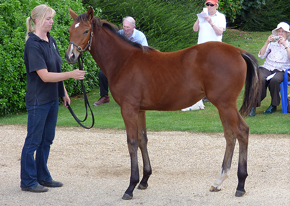  - Exceed And Excel ex Sister Act filly - July 2014 - 2