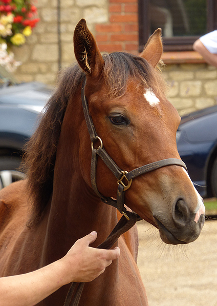  - Exceed And Excel ex Sister Act filly - July 2014 - 3