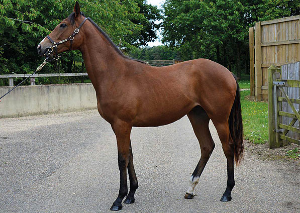  - Exceed And Excel ex Sister Act filly - June 2015 - 1