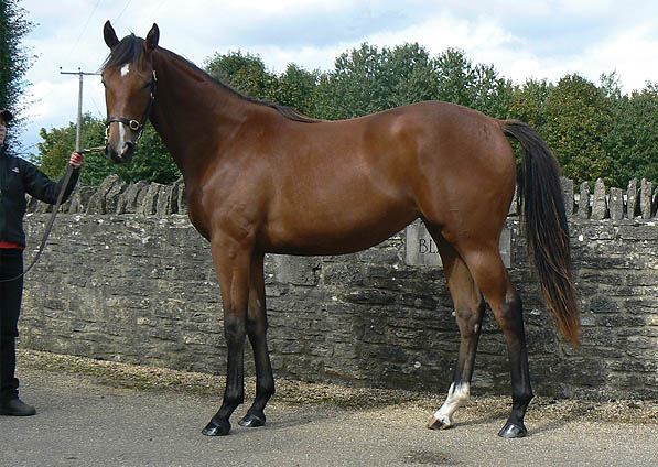  - Exceed And Excel ex Sister Act filly -September 2015