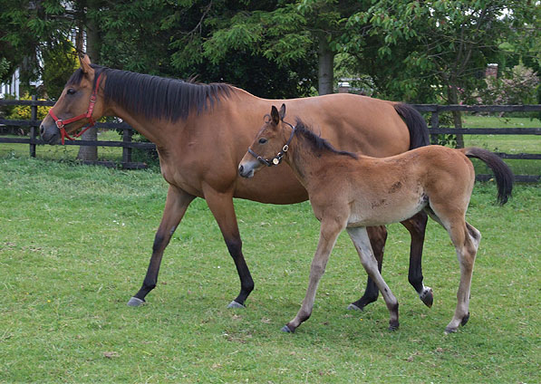  - Trompette and her 2009 Halling colt foal (Halogen) - June 2009