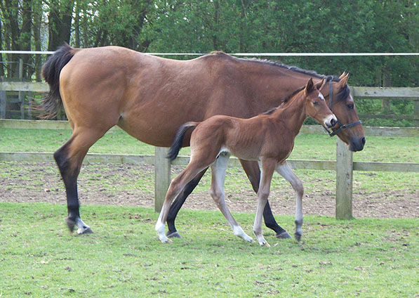  - Trompette and her 2010 Tiger Hill colt (Big Cat Jazz) - May 2010