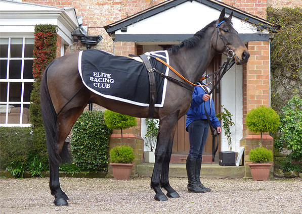  - Volcanic at Donald McCain's stables - March 2014