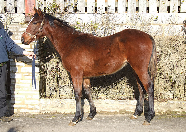  - Doyen ex Kabayil colt - February 2009