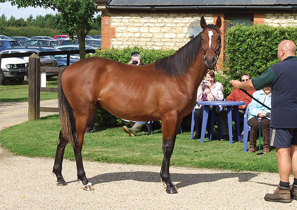  - Doyen ex Kabayil colt - July 2009