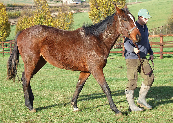  - Doyen ex Kabayil colt - November 2009 - 1