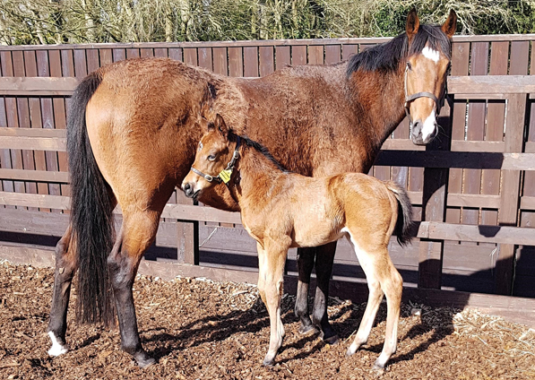  - Zoffany Filly ex Madison - 2 March 2020