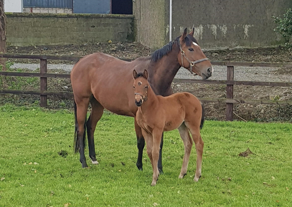  - Zoffany Filly ex Madison - 30 March 2020