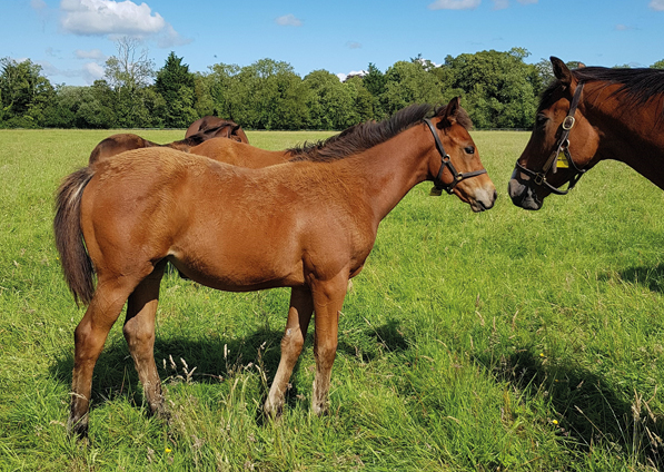  - Zoffany Filly ex Madison - 6 July 2020