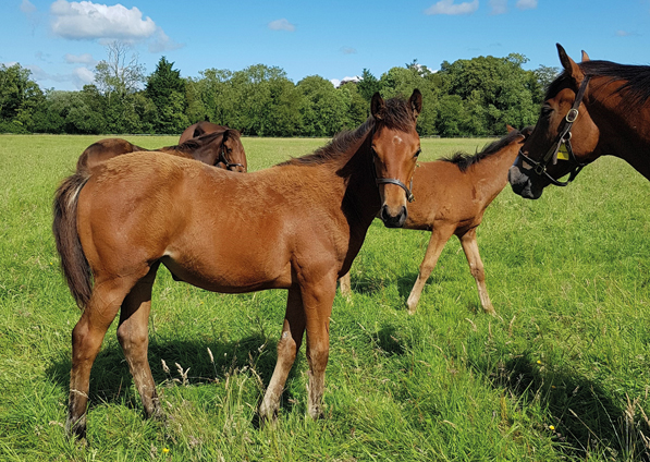  - Zoffany Filly ex Madison - 6 July 2020