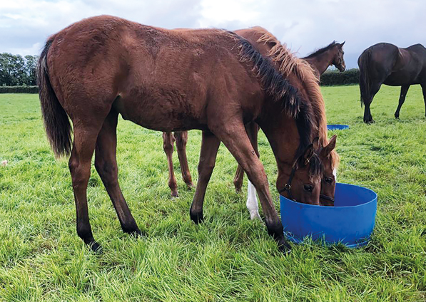  - Zoffany Filly ex Madison - 10 September 2020