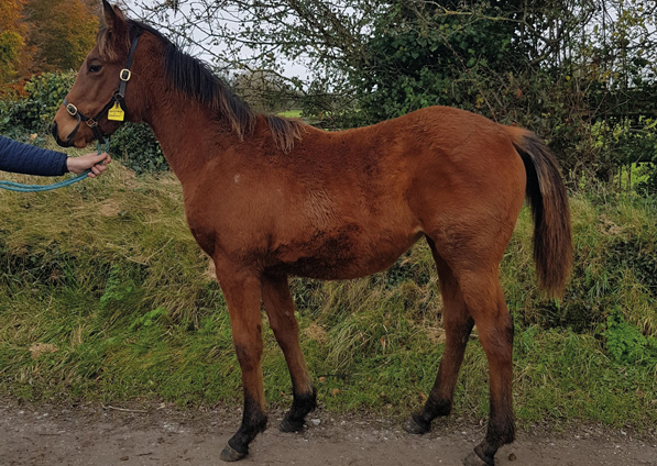  - Zoffany Filly ex Madison - November 2020