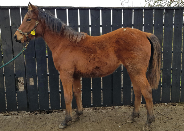  - Zoffany Filly ex Madison - January 2021