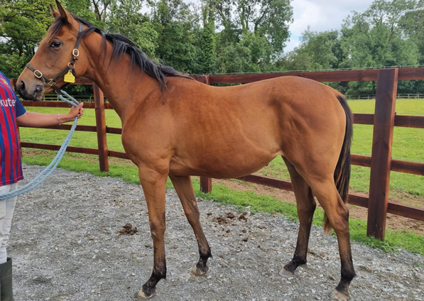  - Zoffany Filly ex Madison - 6 September 2021