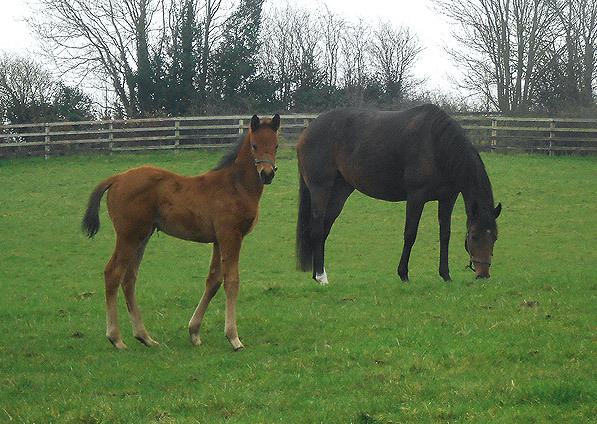  - Duke Of Marmalade ex Affinity filly - February 2013 - 1