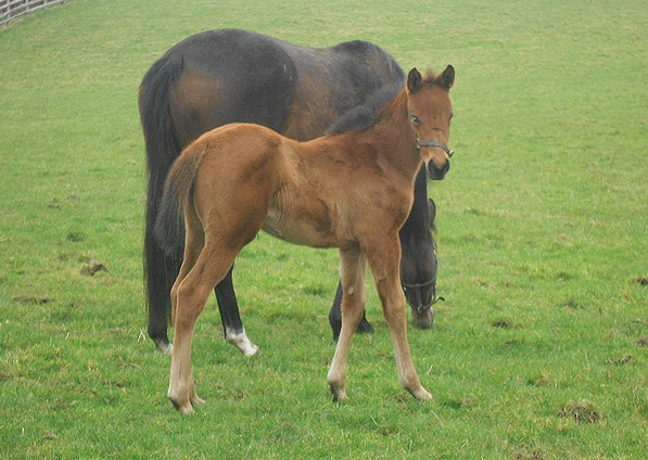  - Duke Of Marmalade ex Affinity filly - February 2013 - 2