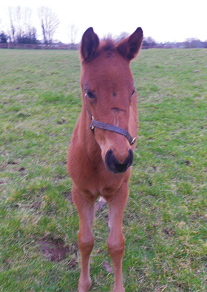  - Duke Of Marmalade ex Affinity filly - February 2013 - 3